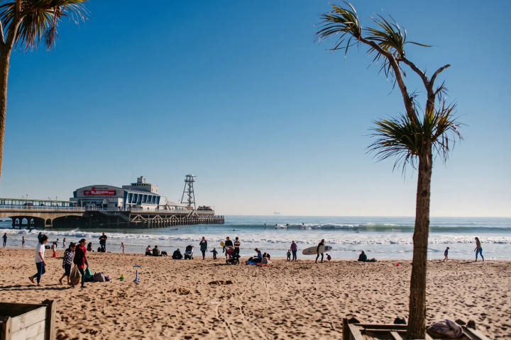 Palm trees on Bournemouth beach with the pier behind, on a summer day