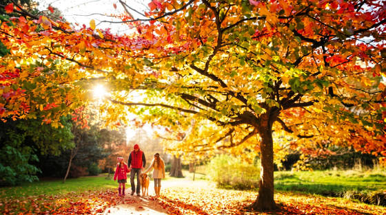 A family walking on a path surrounded by autumn foliage