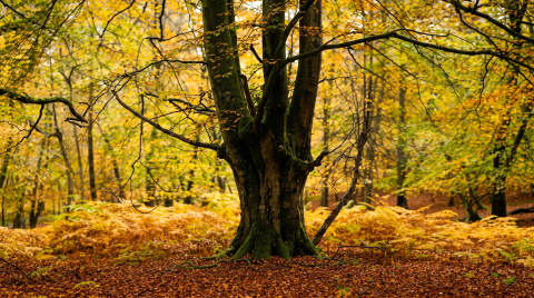 A large tree trunk surrounded by autumn leaves and ferns