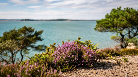 Purple heather in the foreground with a view of the sea and trees