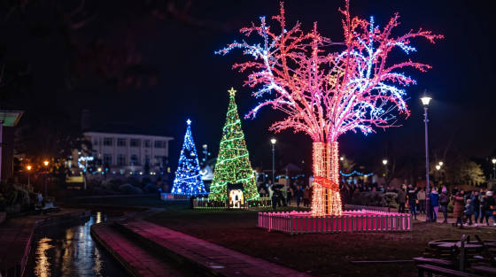 Colourful Christmas trees and lights in a park at night