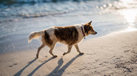 A dog walking on the sandy beach near the water