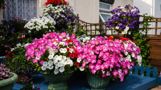 Colourful flower pots with pink, white and purple blooms