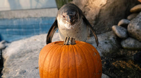 A penguin standing in front of a pumpkin