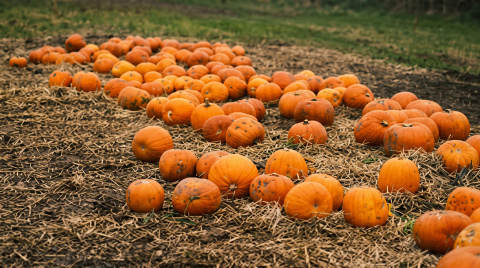 Field of pumpkins scattered on straw-covered ground