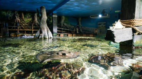 A stingray gliding through clear water in an aquarium tank