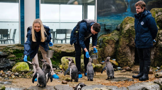 Two staff members feeding penguins at Bournemouth Oceanarium