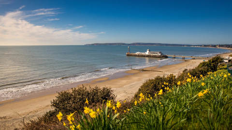 Daffodils in the foreground with Bournemouth Pier and beach in the background