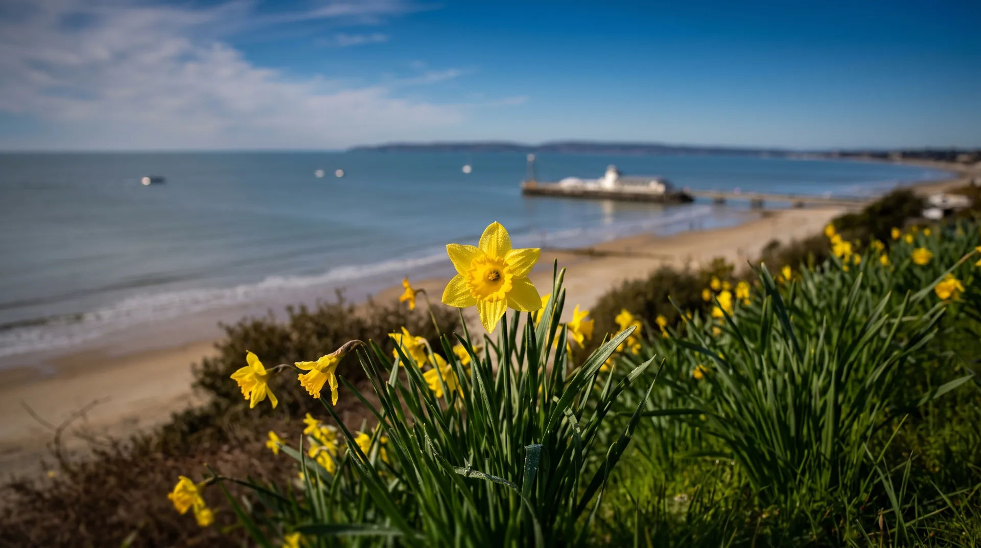 Yellow daffodils in the foreground with a view of the sea and pier in Southbourne