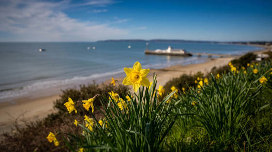 Yellow daffodils in the foreground with Bournemouth beach and pier in the background