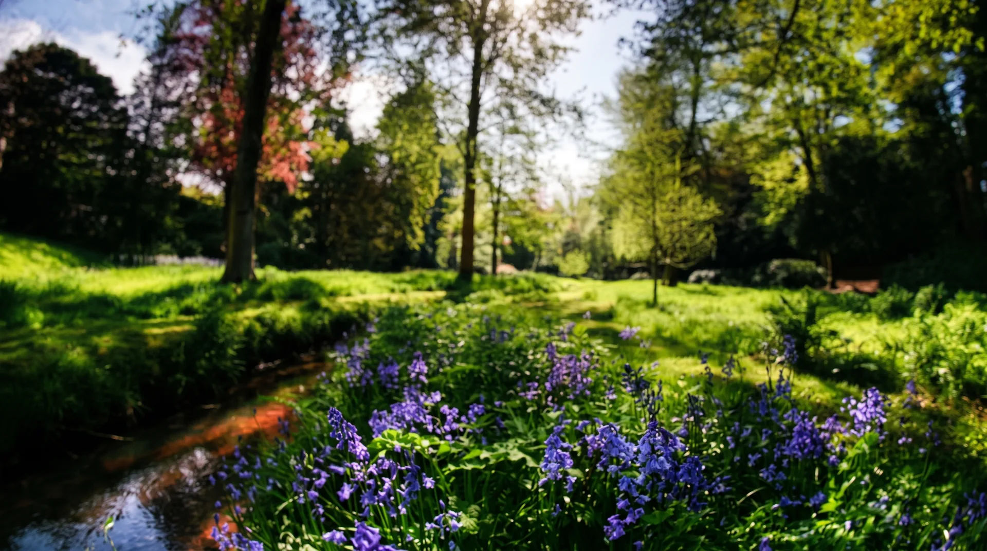 A lush green park scene with bluebells blooming beside a stream, surrounded by trees and sunlight filtering through leaves.