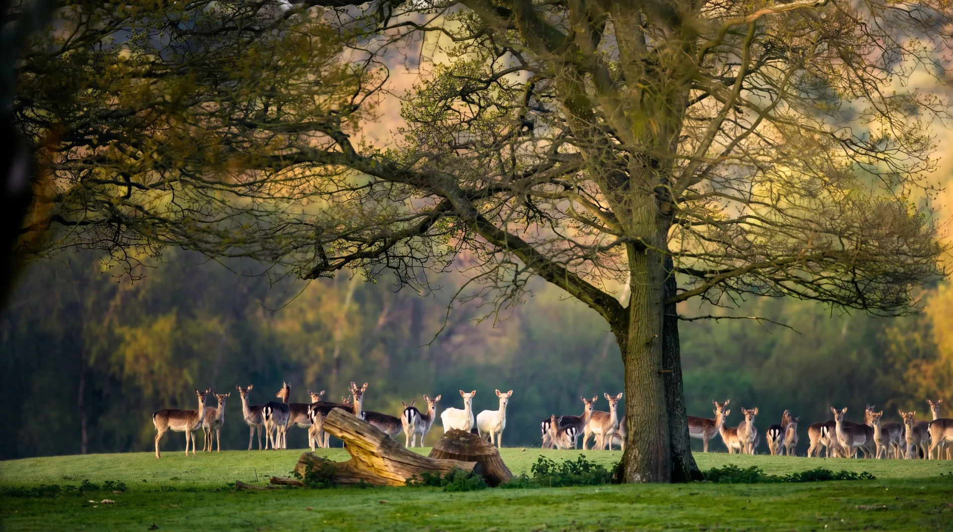 A group of deer grazing in a lush green field under trees, with soft sunlight filtering through the branches.