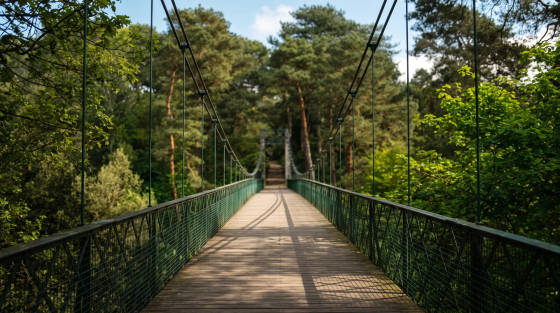 Suspension bridge leading into a lush green forest