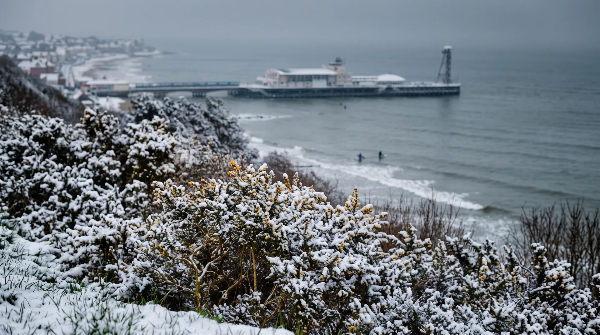 Snow-covered shrubs in the foreground with a view of the sea and pier in the distance on a winter day.
