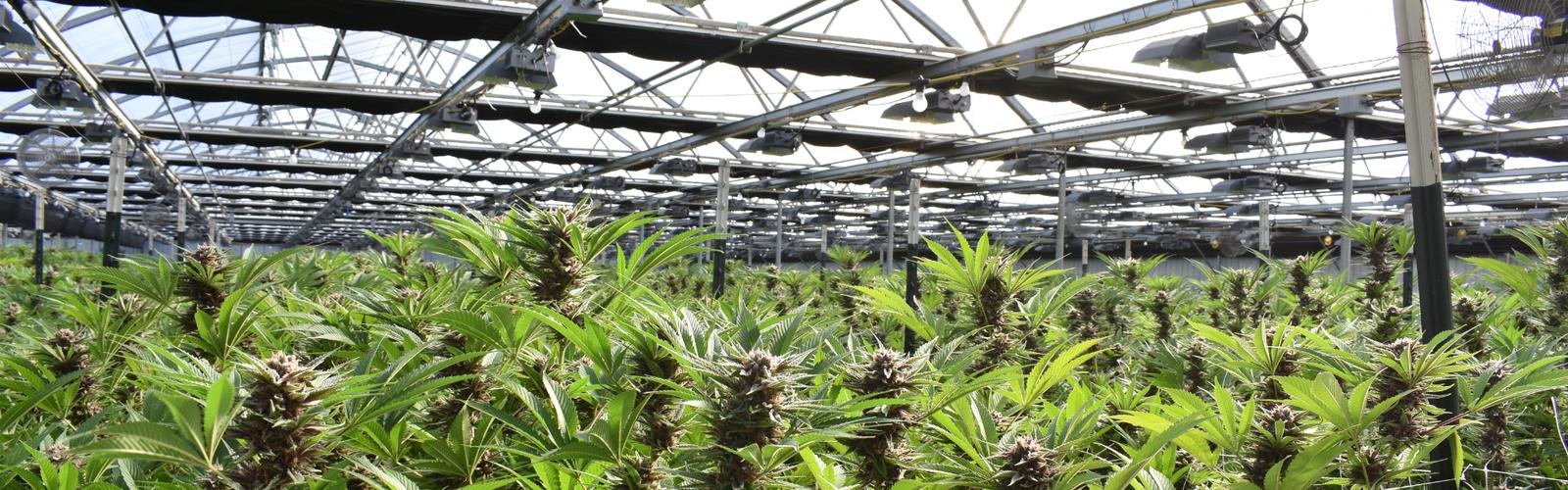 Cannabis Banner
