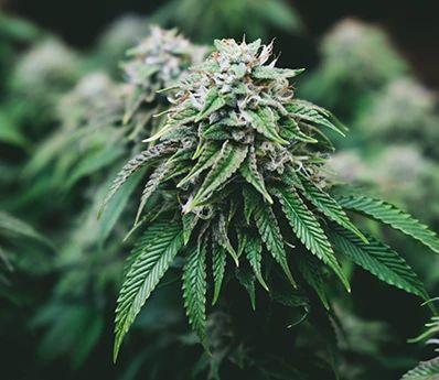 Cannabis Security Projects