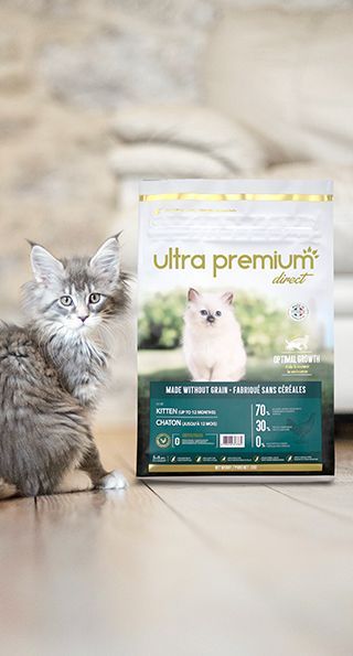 Lait pour chat : Bonne idée ou danger ? - Blog Ultra Premium Direct