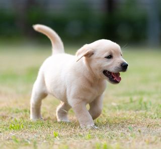 Chiot courant en extérieur