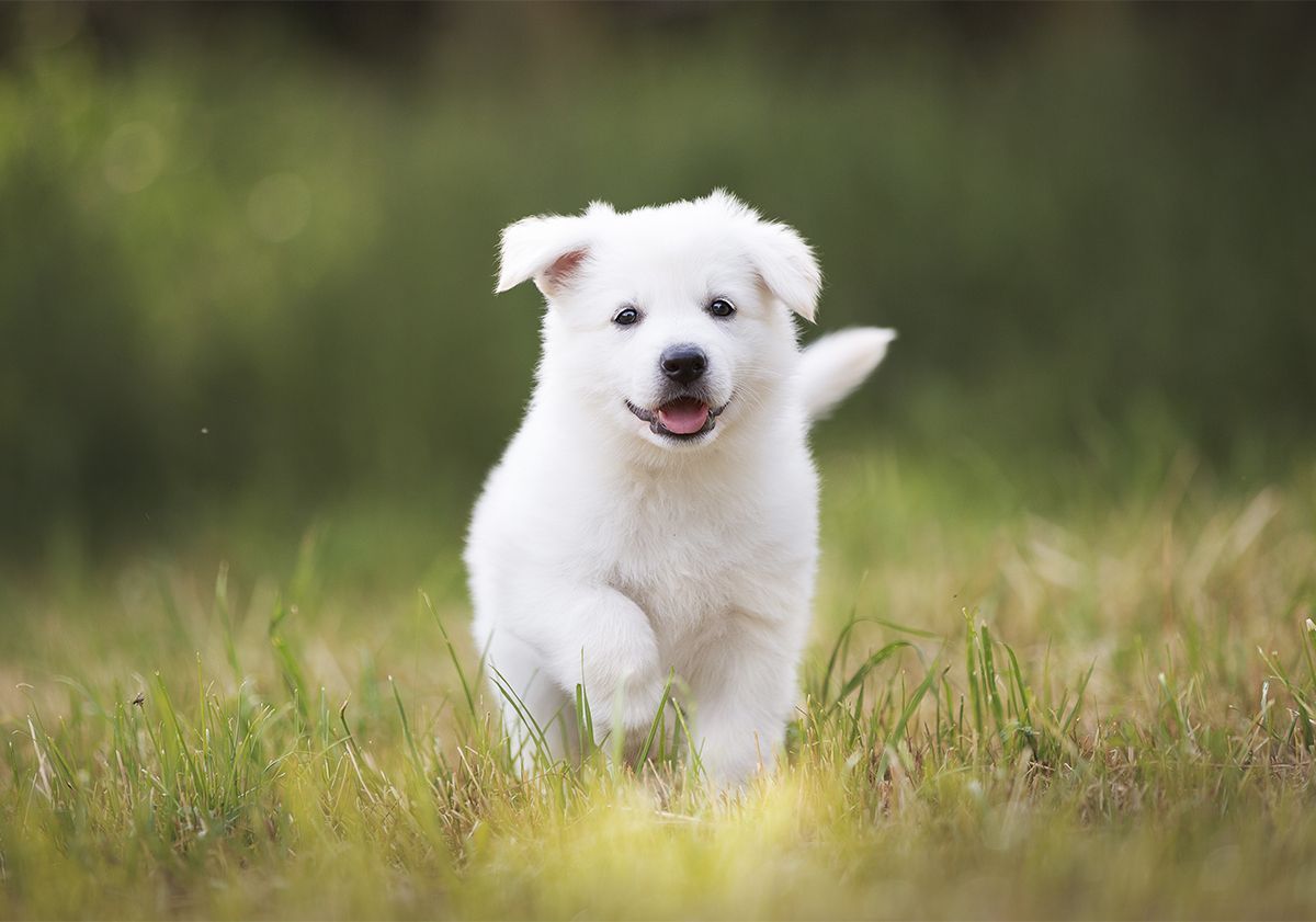 Chiot blanc courant en plein air