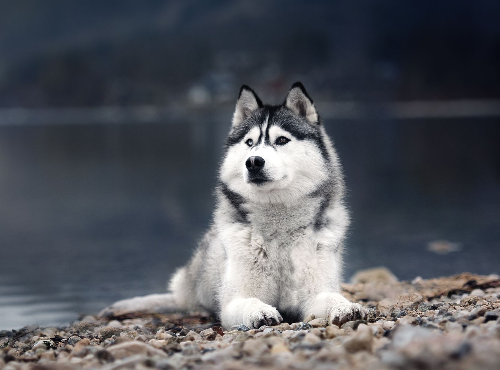 Les omégas pour les chiens & chats : c'est quoi ? Leurs bienfaits