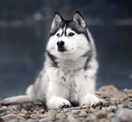 Husky au bord de l'eau