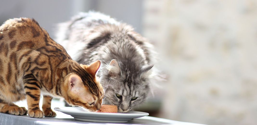 Pâtée pour chat : comment bien la choisir ?