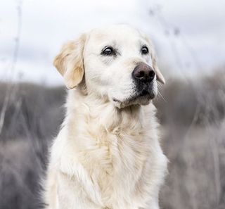 Chien en extérieur