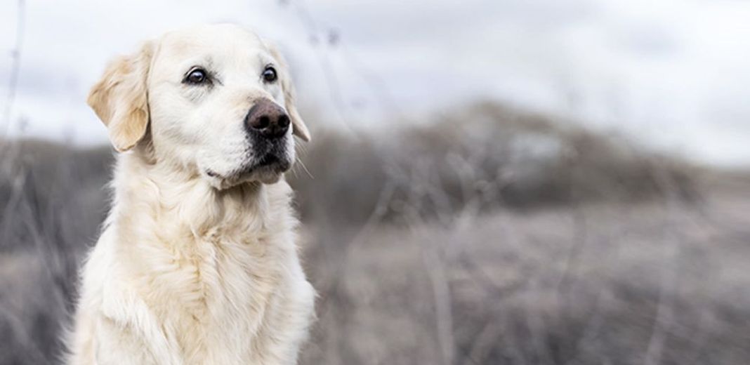 Chien en plein air