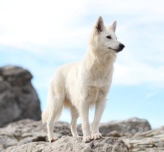 Chien sur un rocher 