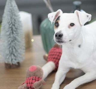 Chien à côté de son jouet 