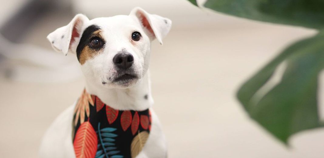 Chien avec un bandana