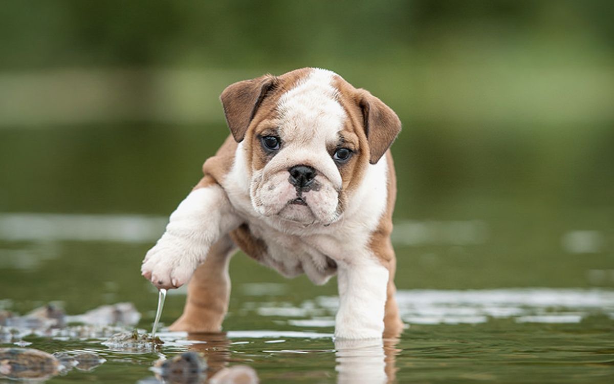 Bouledogue anglais se baignant