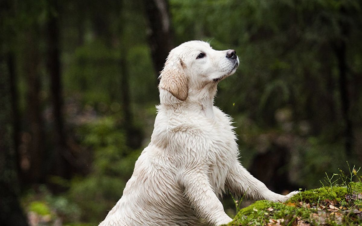 Labrador en extérieur