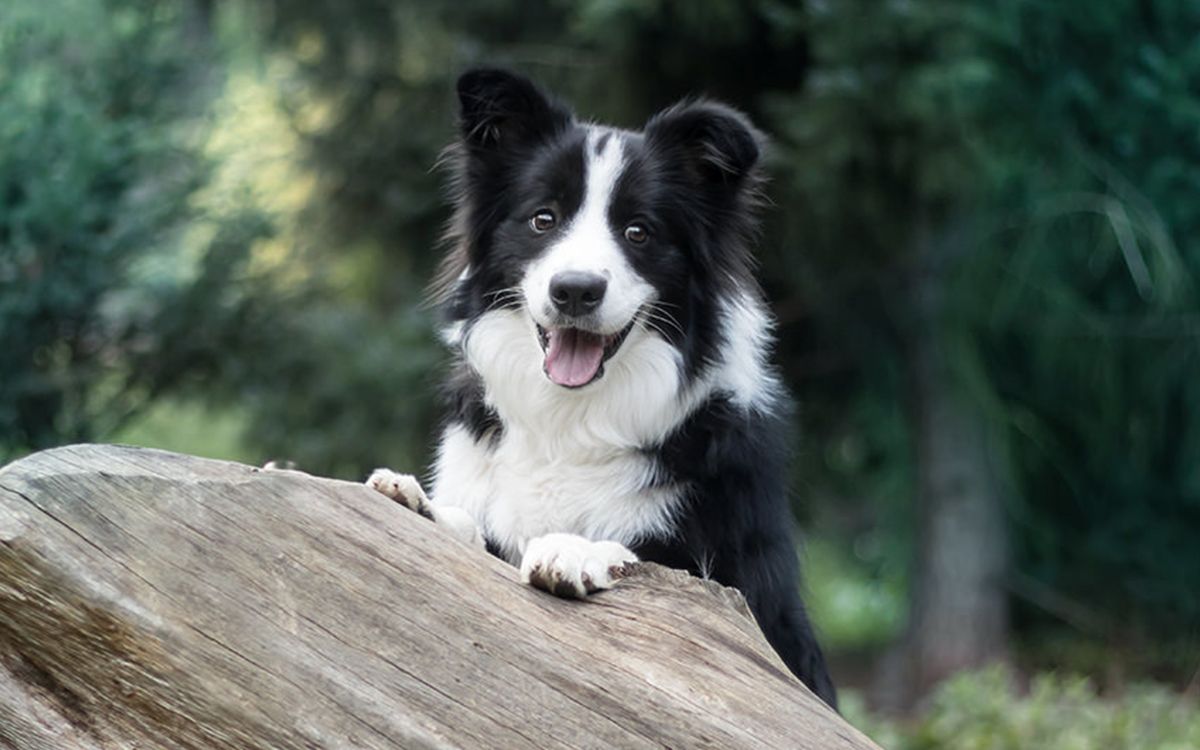 Border Collie en pleine nature