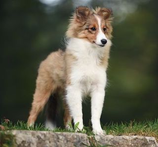 chien en extérieur