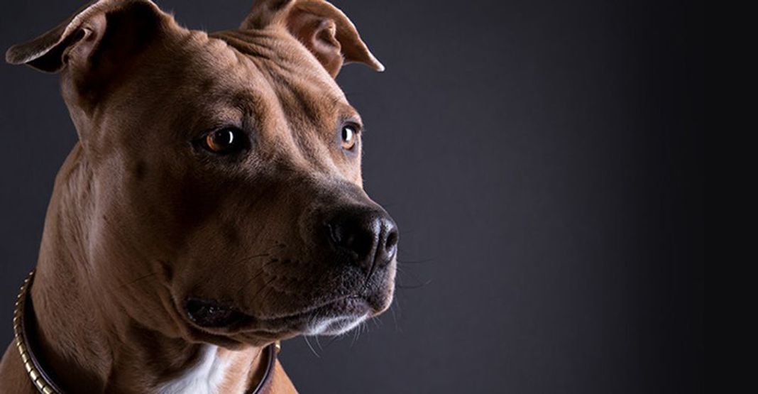 Un chien regarde sur sa gauche