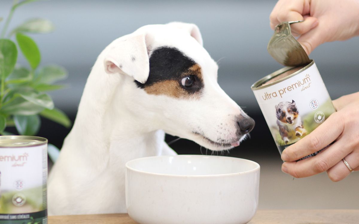 Maître donnant la pâtée à son chien