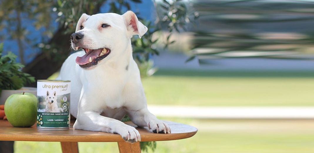 Chien, sur une table, près d'une pâtée Ultra Premium Direct