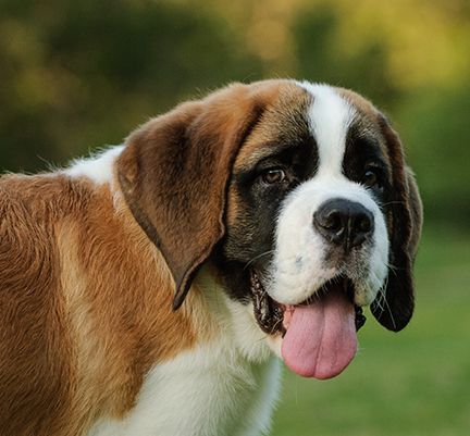 Gros plan d'un Saint-Bernard