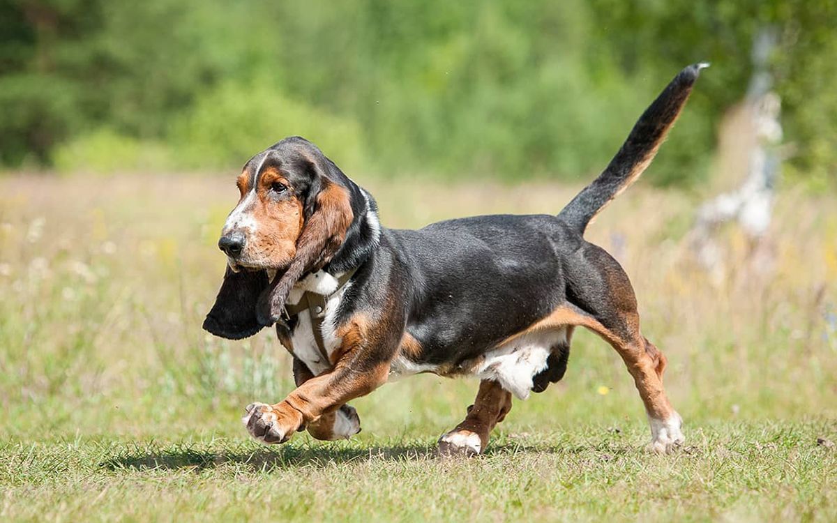 Basset Hound courant en extérieur