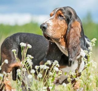 Basset Hound en plein air