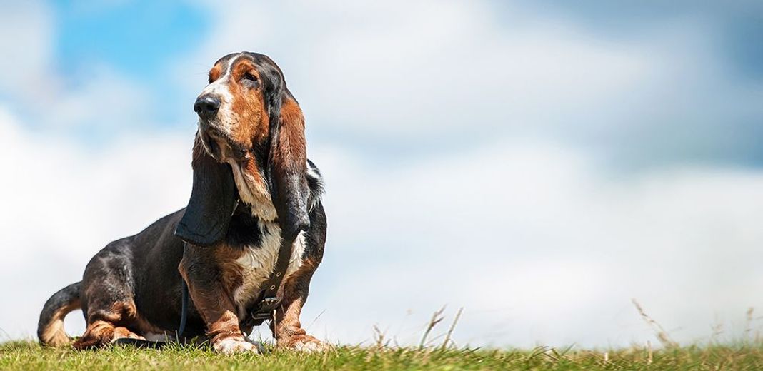 Basset Hound assis en pleine nature