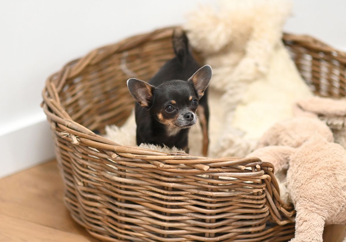 Chihuahua en intérieur dans une panière