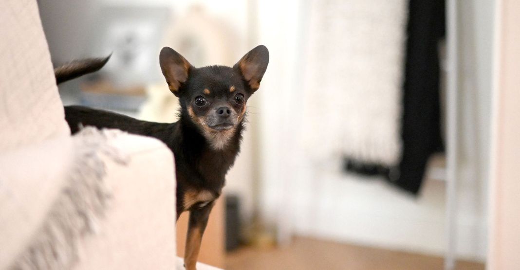 Chihuahua noir et feu en intérieur