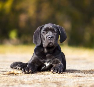 Chiot Cane Corso en extérieur