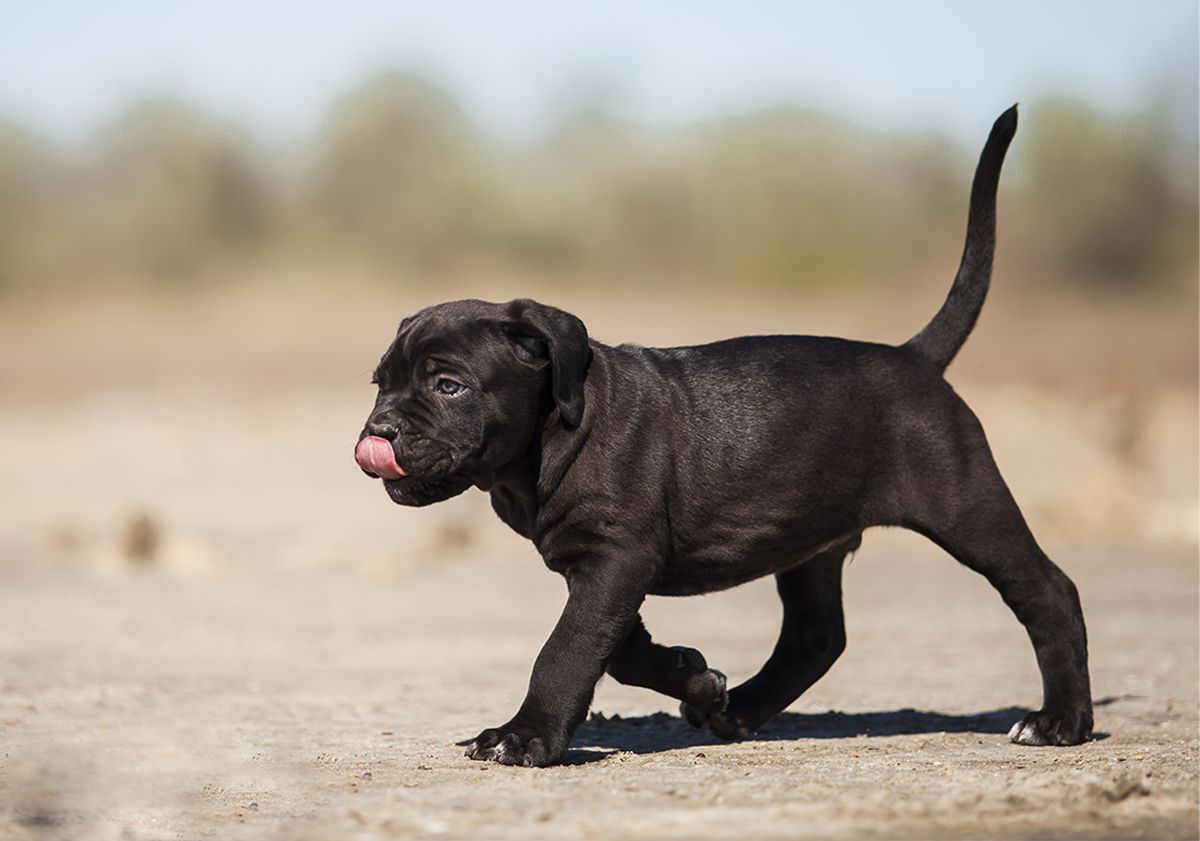 Bébé Cane Corso qui marche