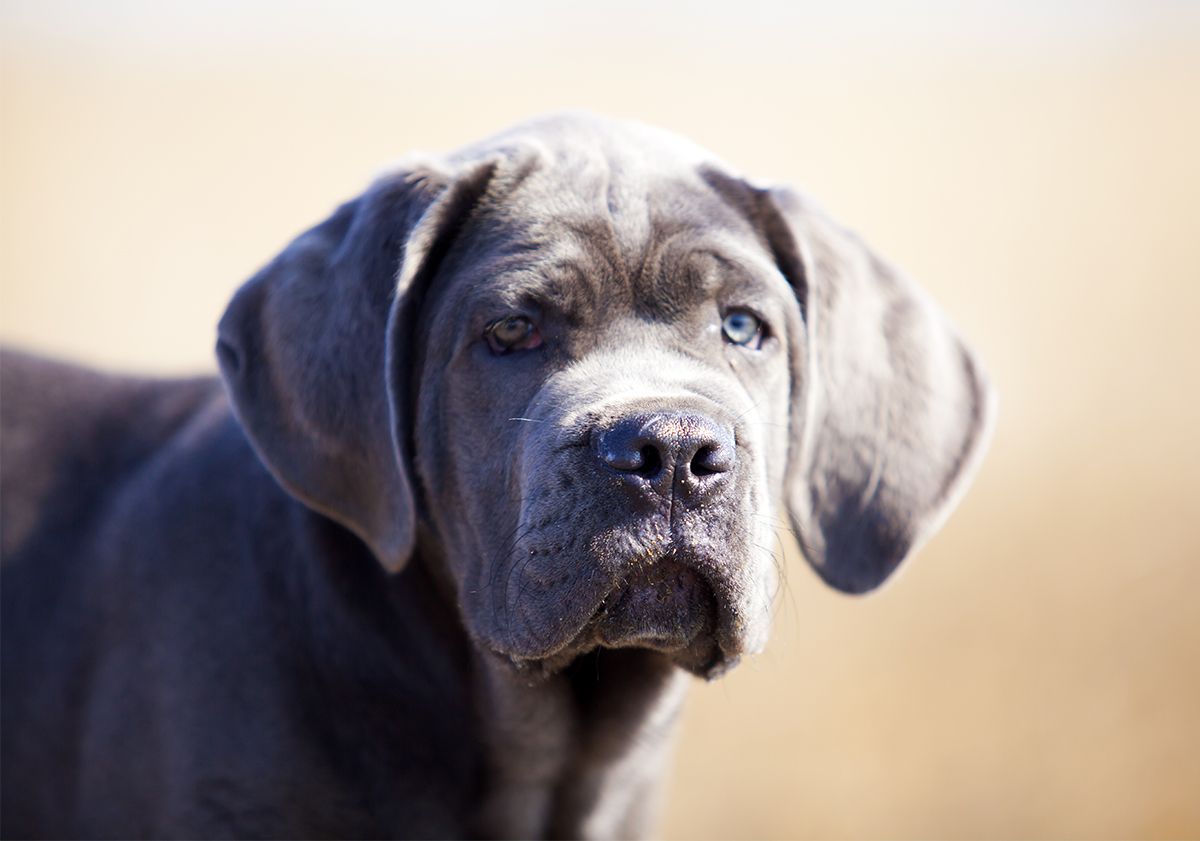 Jeune chien Cane Corso aux yeux bleus