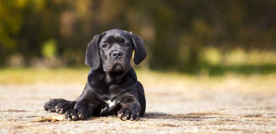 Chiot Cane Corso couché dehors