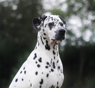 Dalmatien en extérieur