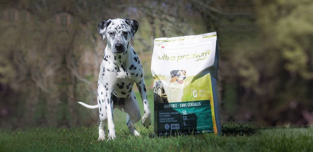 Dalmatien en extérieur à côté d'un paquet de croquettes Ultra Premium Direct